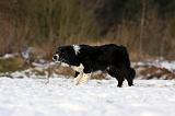 BORDER COLLIE 1140